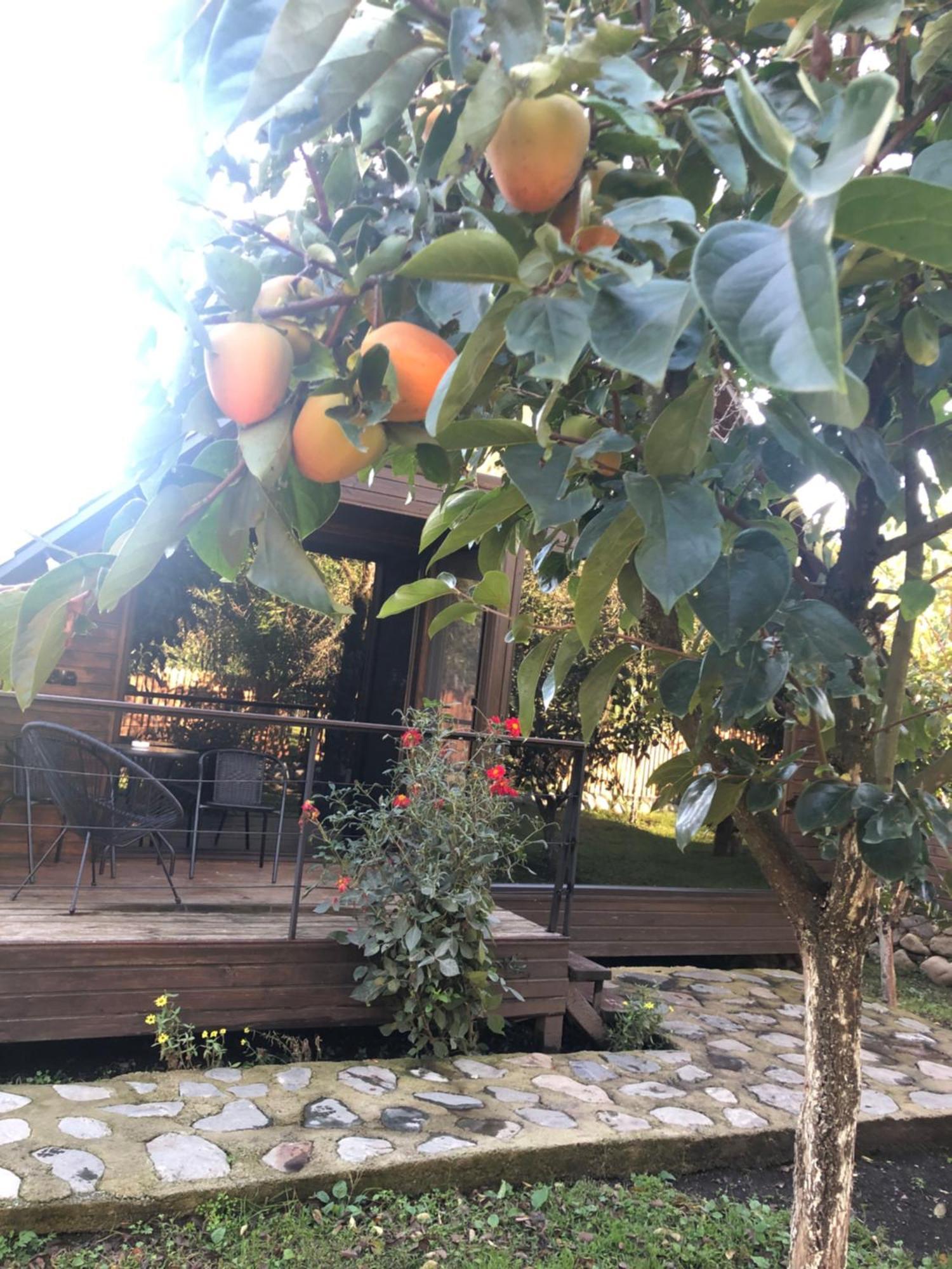 Wood House Lagodehi Dış mekan fotoğraf